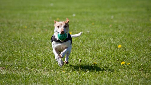 知らずにしている愛犬への優しい虐待