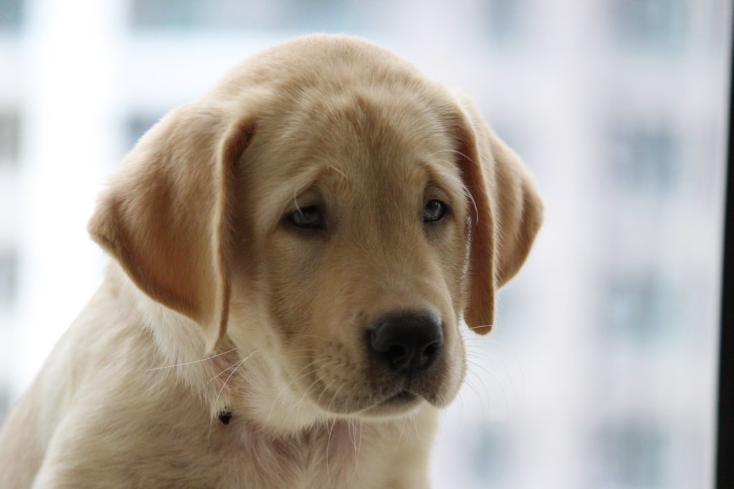 犬の常同行動や不眠症、元気・食欲低下について