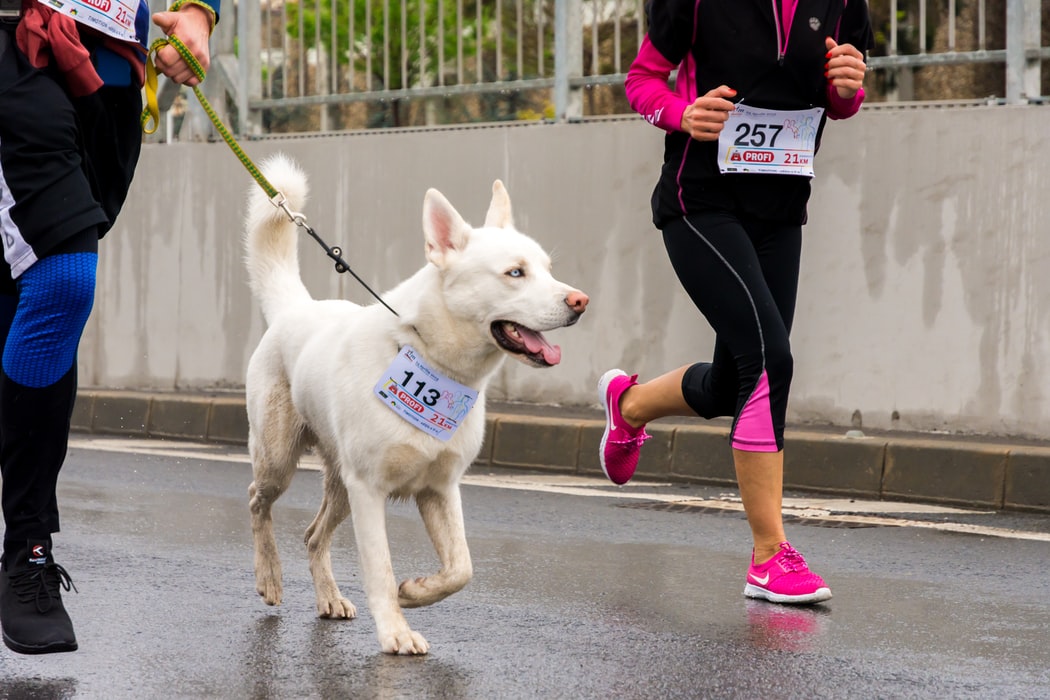 犬の常同行動や不眠症、元気・食欲低下について