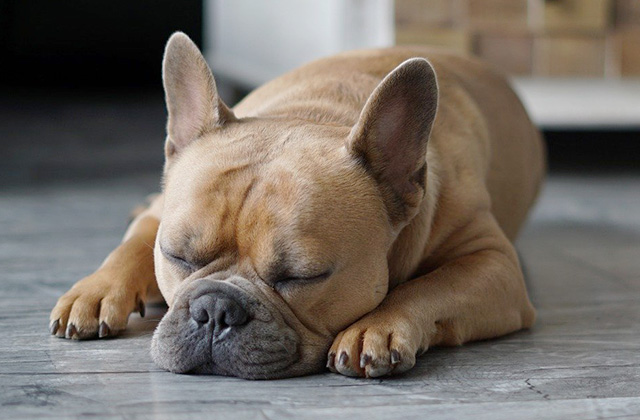 犬はなぜいびきをかくのか? いびきをかきやすい犬種と原因を解説!
