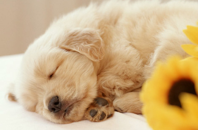 犬はなぜいびきをかくのか? いびきをかきやすい犬種と原因を解説!