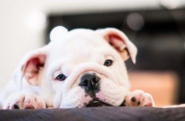 犬はなぜいびきをかくのか? いびきをかきやすい犬種と原因を解説!
