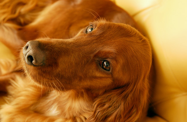 犬はなぜいびきをかくのか? いびきをかきやすい犬種と原因を解説!