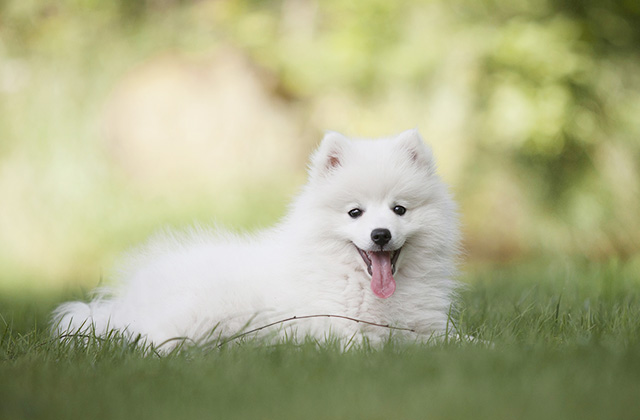 犬はなぜいびきをかくのか? いびきをかきやすい犬種と原因を解説!