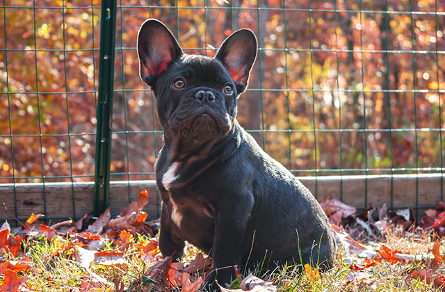 犬はなぜいびきをかくのか？　いびきをかきやすい犬種と原因を解説！