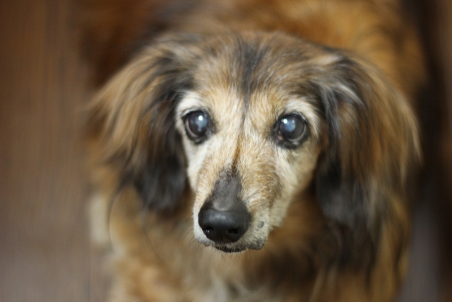 犬の誤飲で窒息死!?シニア犬の飼い主さんは特に気を付けて!