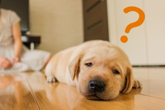 犬を飼うって大変?!後悔しないために確認すべき3つのこと