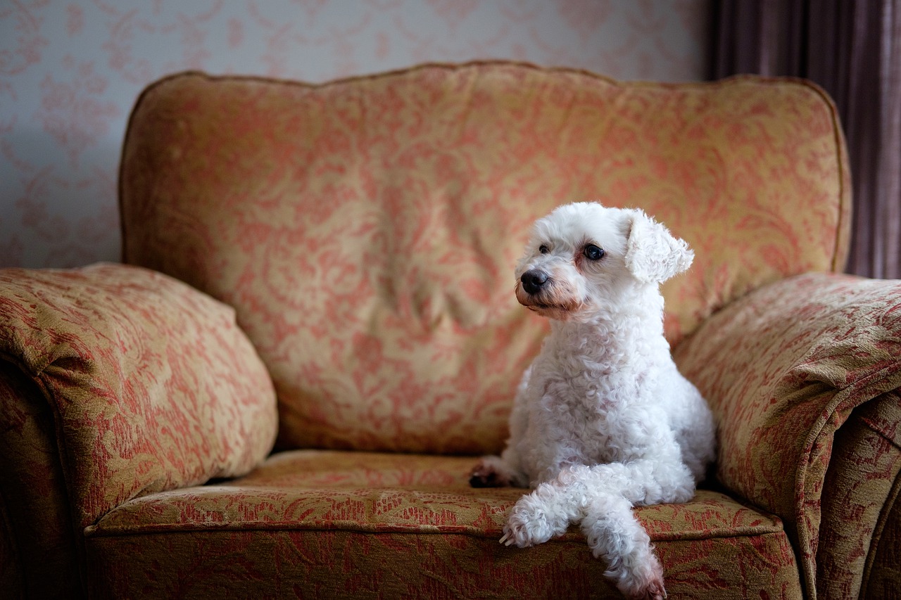 犬を飼うって大変?!後悔しないために確認すべき3つのこと