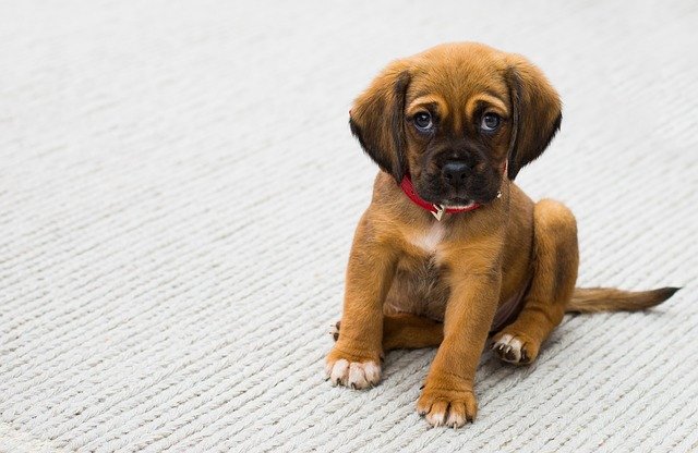 犬を飼うって大変?!後悔しないために確認すべき3つのこと
