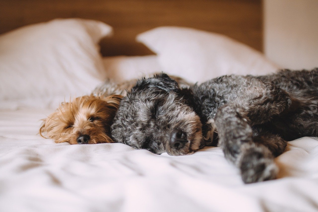 老犬のお世話は大変?!シャンプーやお散歩のお悩み、解決します