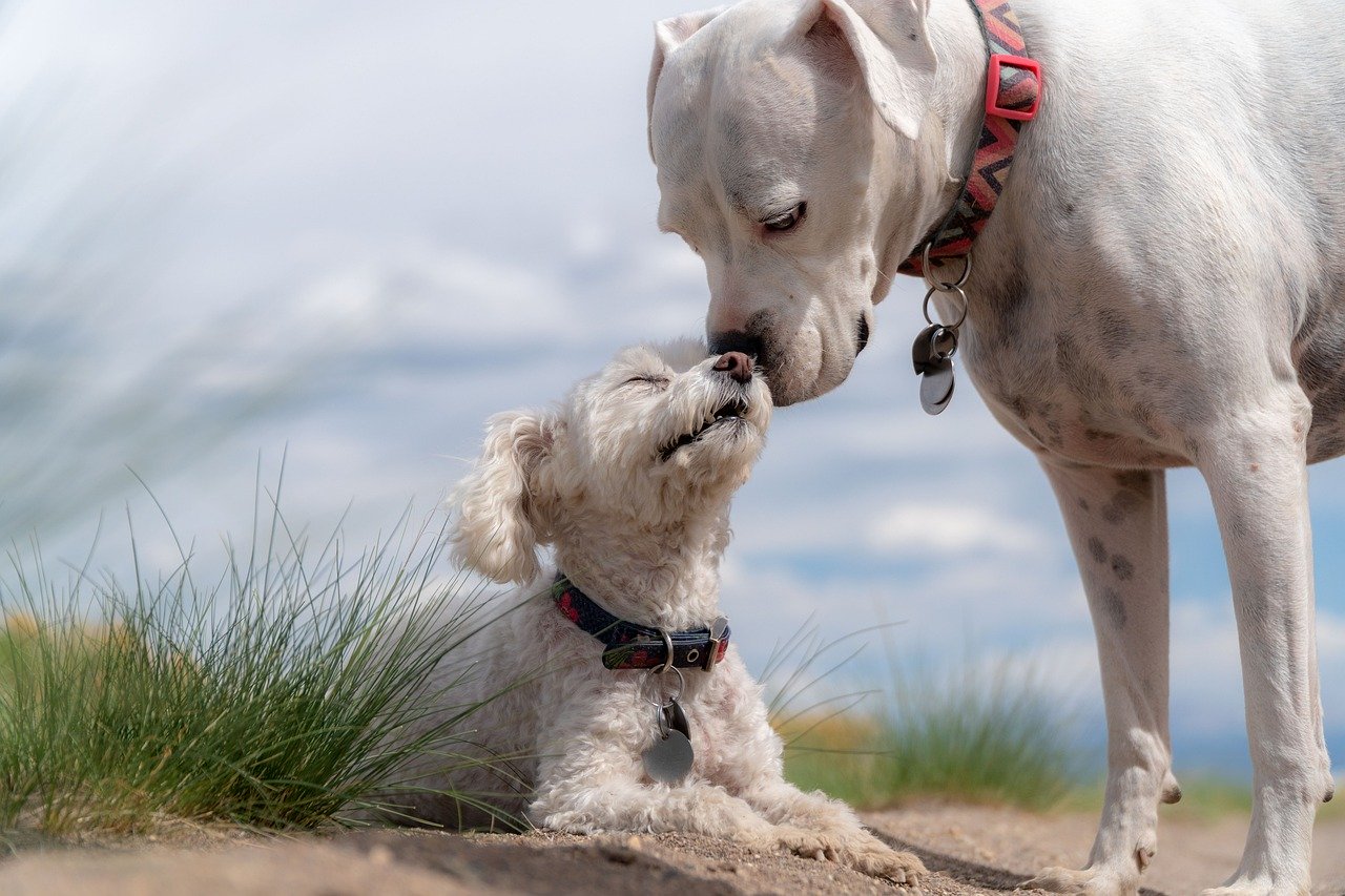 老犬のお世話は大変?!シャンプーやお散歩のお悩み、解決します