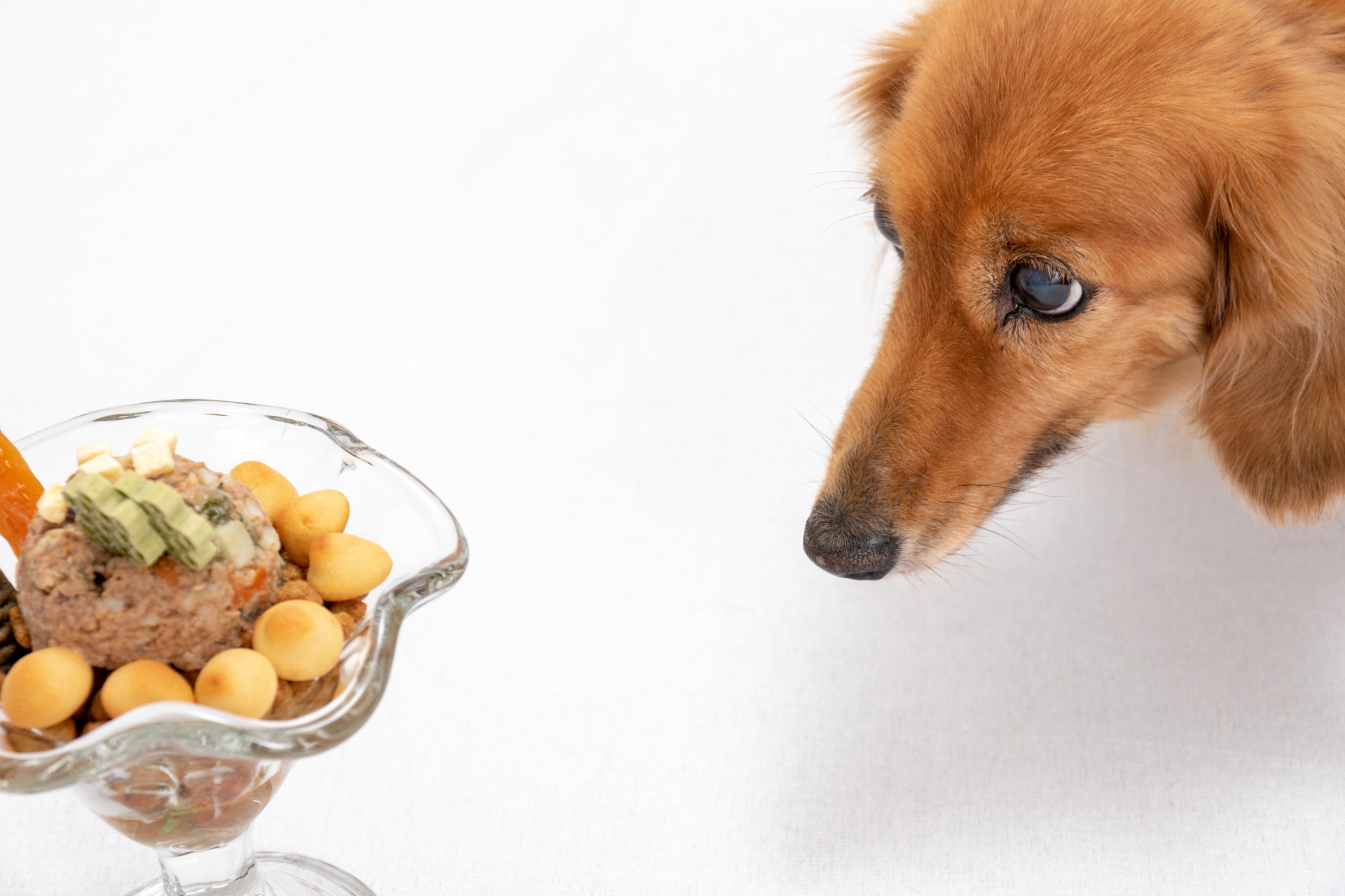 老犬のお世話は大変?!シャンプーやお散歩のお悩み、解決します