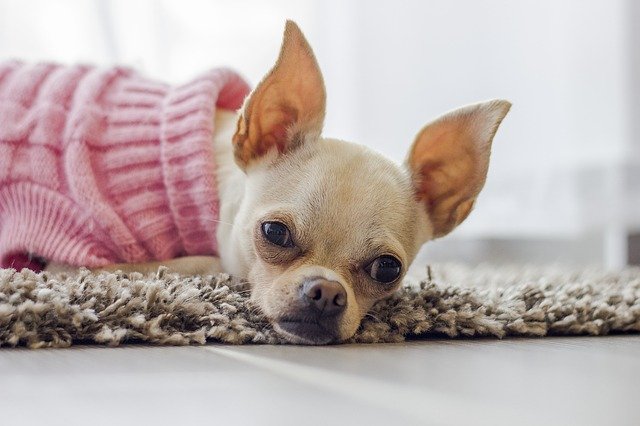 老犬のお世話は大変?!シャンプーやお散歩のお悩み、解決します