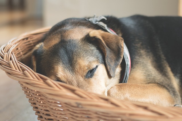 老犬のお世話は大変?!シャンプーやお散歩のお悩み、解決します