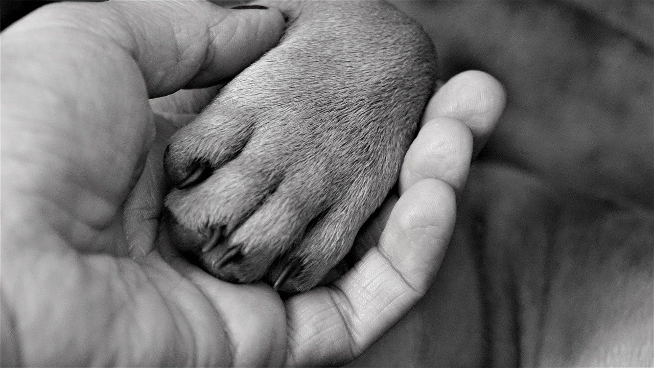 老犬のお世話は大変?!シャンプーやお散歩のお悩み、解決します