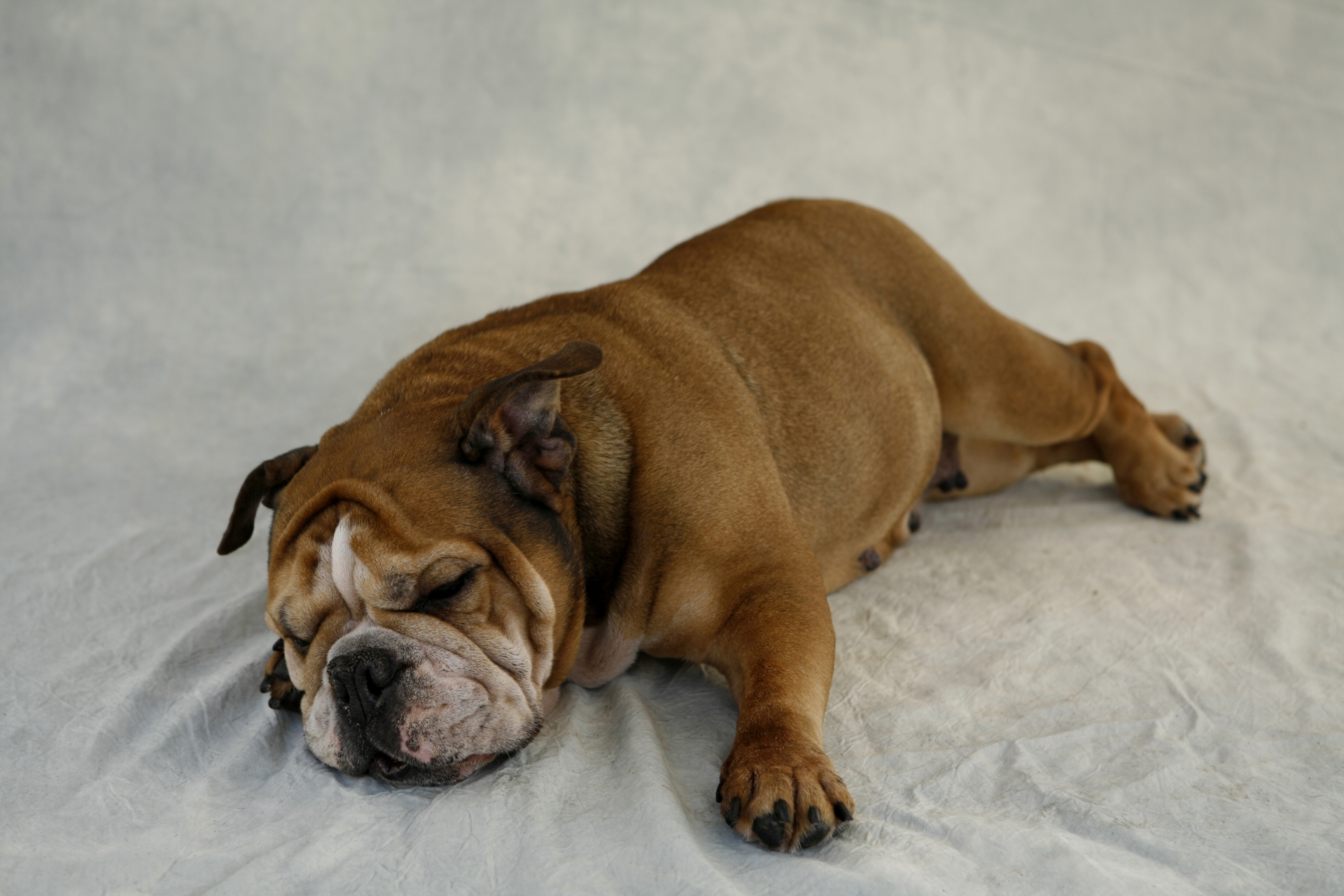 犬の肥満は飼い主の責任 愛犬のダイエットを成功させるコツ