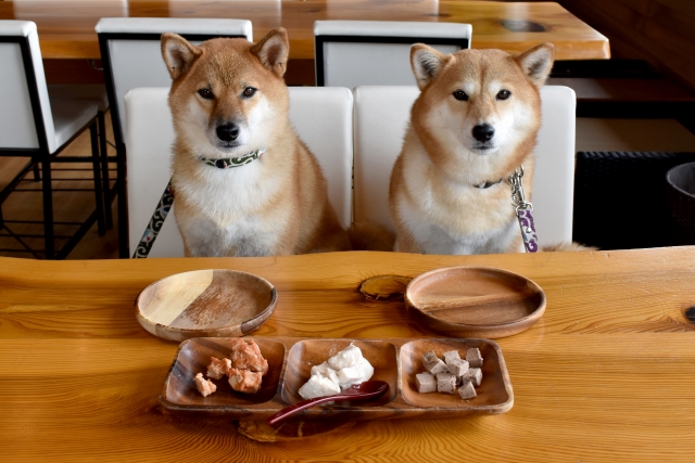 ドッグフードには総合栄養食と一般食があるけど違いは?