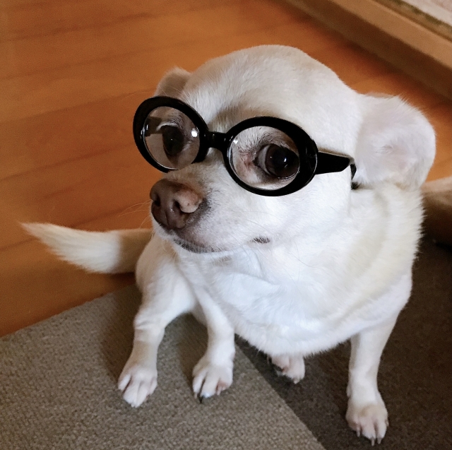わんちゃんのfirst toy初めてのおもちゃは何がよい?