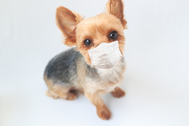 犬のこれってなにかのアレルギー??
