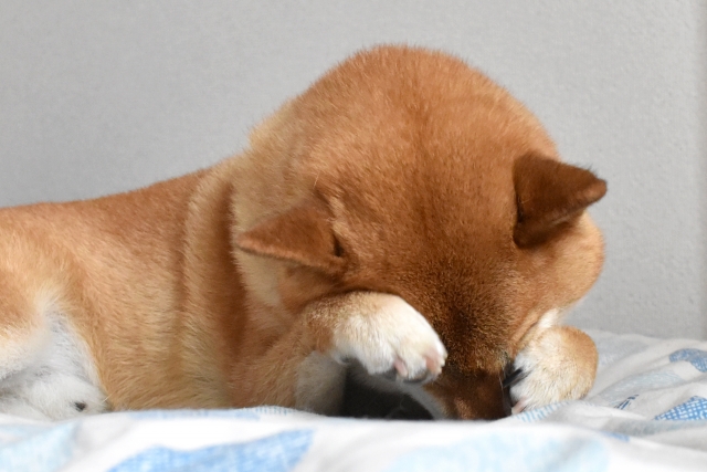犬のこれってなにかのアレルギー??