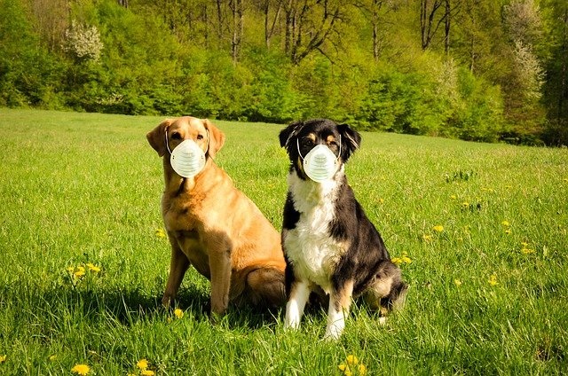 犬に増えるマスクのトラブルとは?