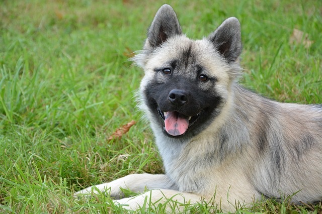 犬に増えるマスクのトラブルとは?
