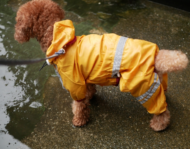 雨や雪でも楽しくお散歩を!犬用レインコートの活用法
