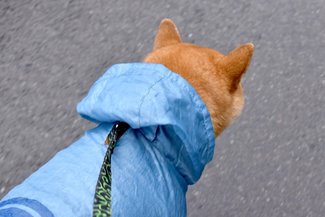 雨や雪でも楽しくお散歩を!犬用レインコートの活用法