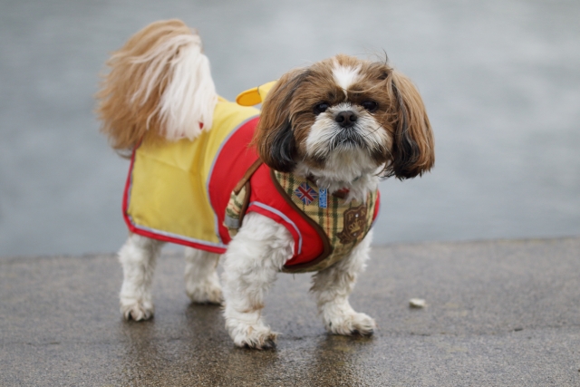 雨や雪でも楽しくお散歩を!犬用レインコートの活用法
