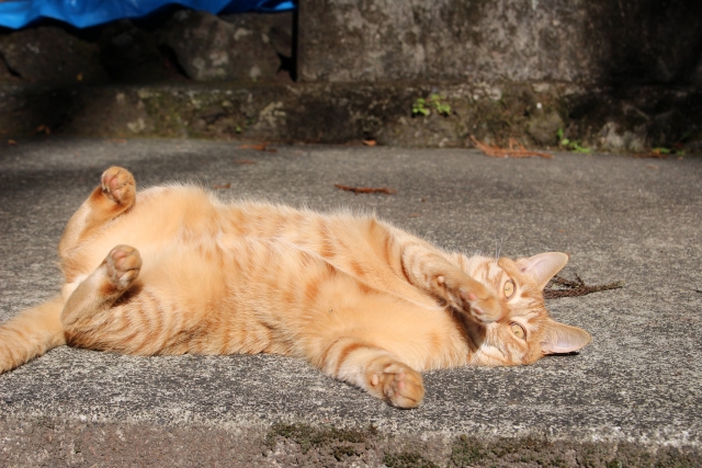 「猫にマタタビ」変わる認識と変わらない認識