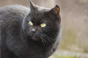 猫の眼に黒いしみ・・・?それは角膜黒色壊死かもしれません