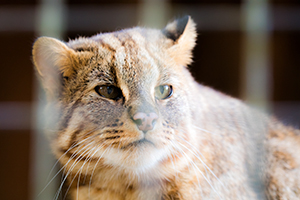 猫の眼に黒いしみ・・・?それは角膜黒色壊死かもしれません