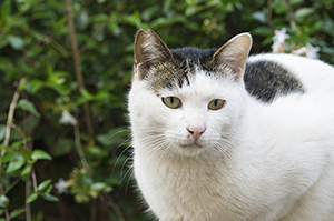 猫の眼に黒いしみ・・・?それは角膜黒色壊死かもしれません