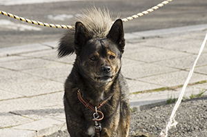 愛犬の眼に白い汚れ?それは犬の角膜ジストロフィーかもしれません