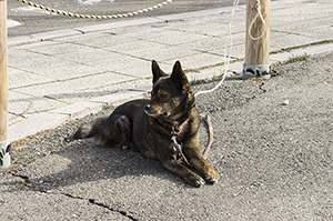 愛犬の眼に白い汚れ?それは犬の角膜ジストロフィーかもしれません
