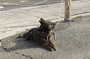 愛犬の眼に白い汚れ?それは犬の角膜ジストロフィーかもしれません