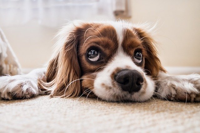 犬の進行性網膜委縮について