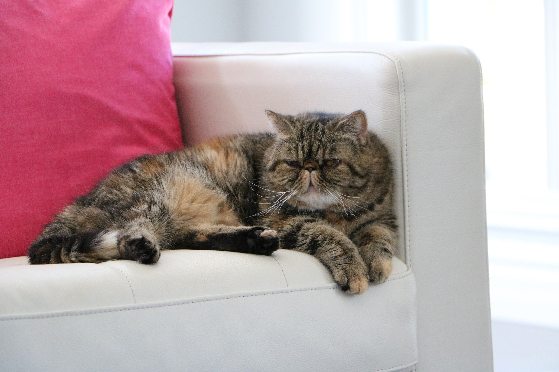 鼻ぺちゃ猫ちゃんの鼻水のケアのポイント は?