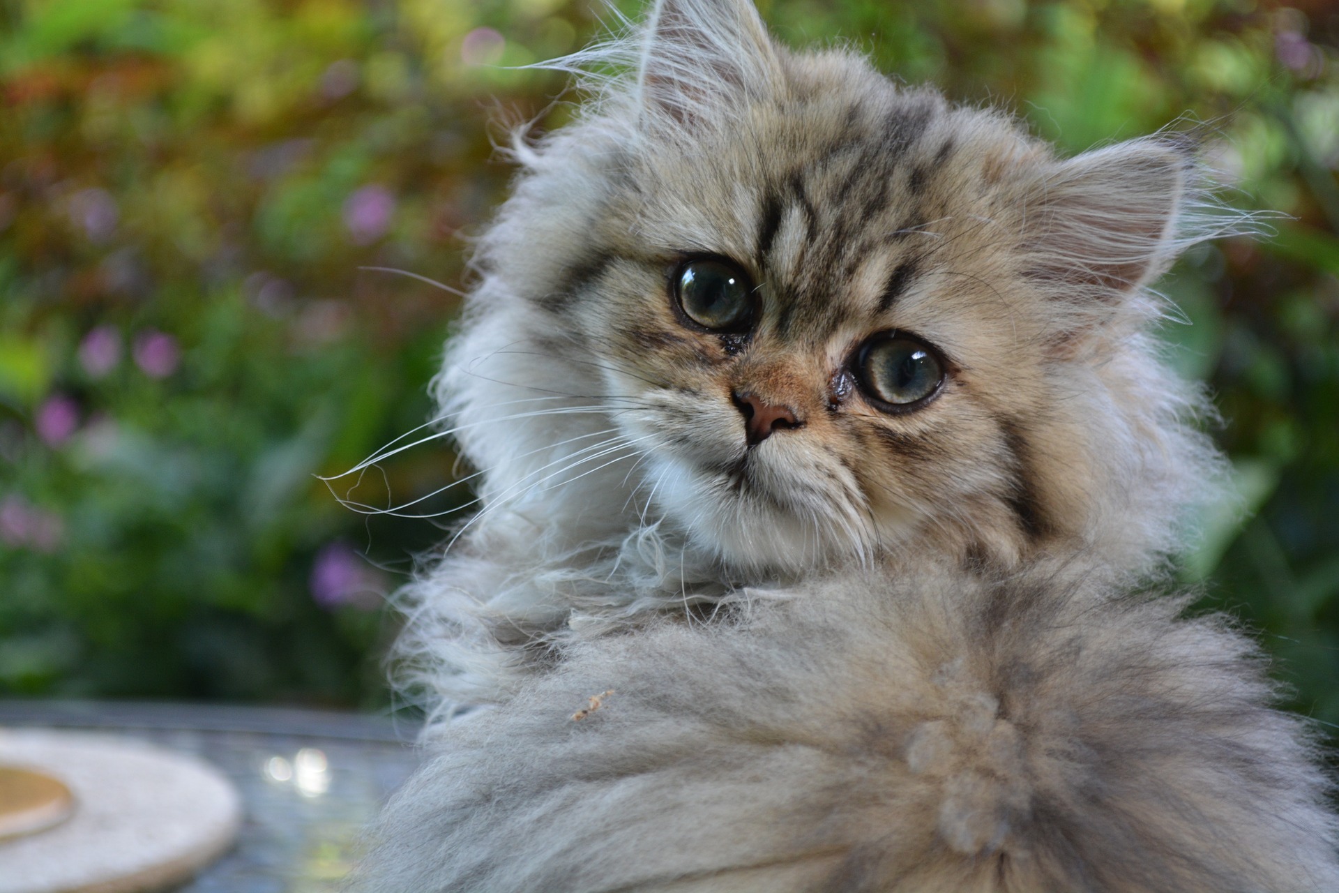 賃貸で猫を飼いたい!おすすめ猫種7選!
