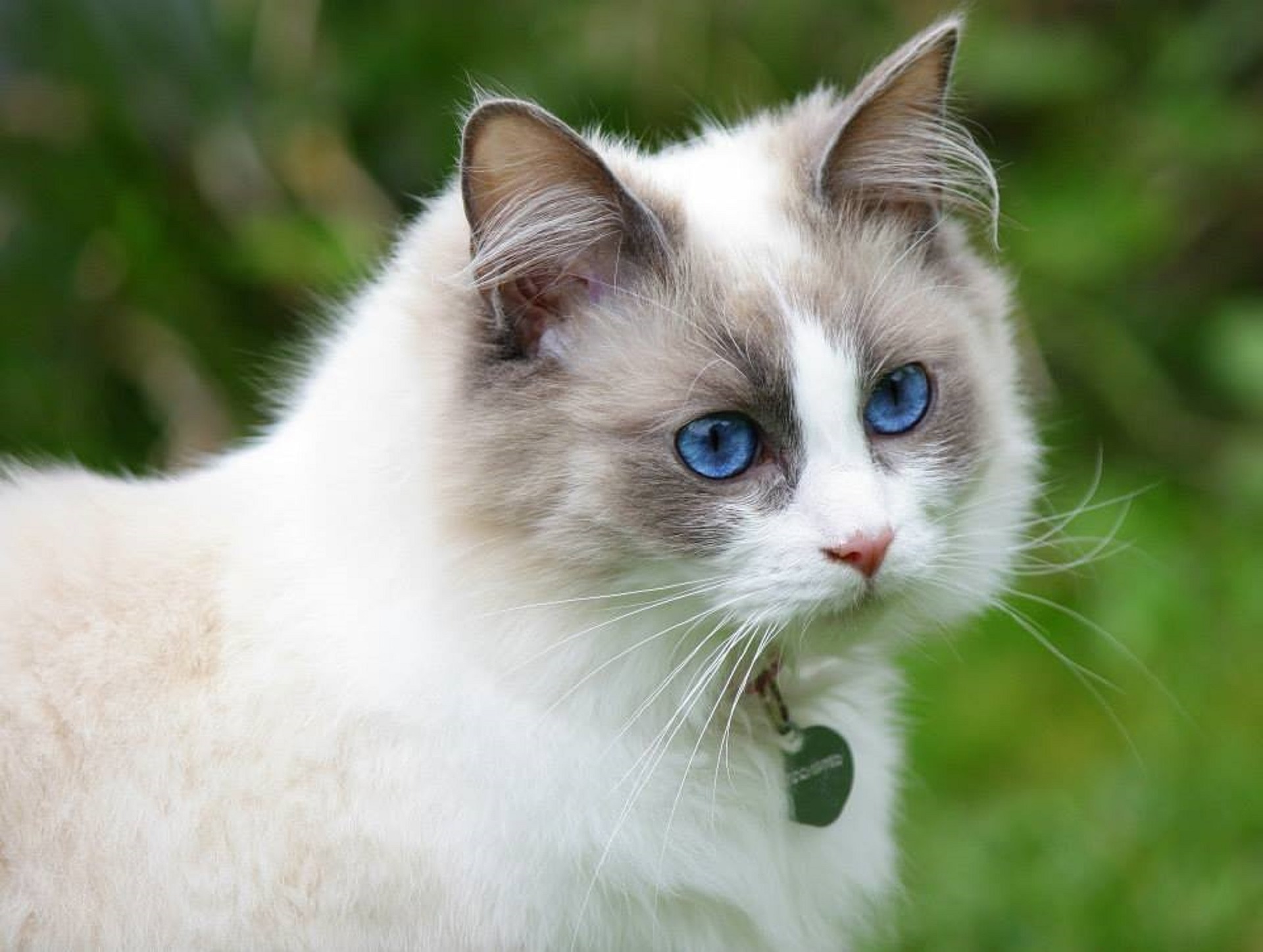 賃貸で猫を飼いたい!おすすめ猫種7選!