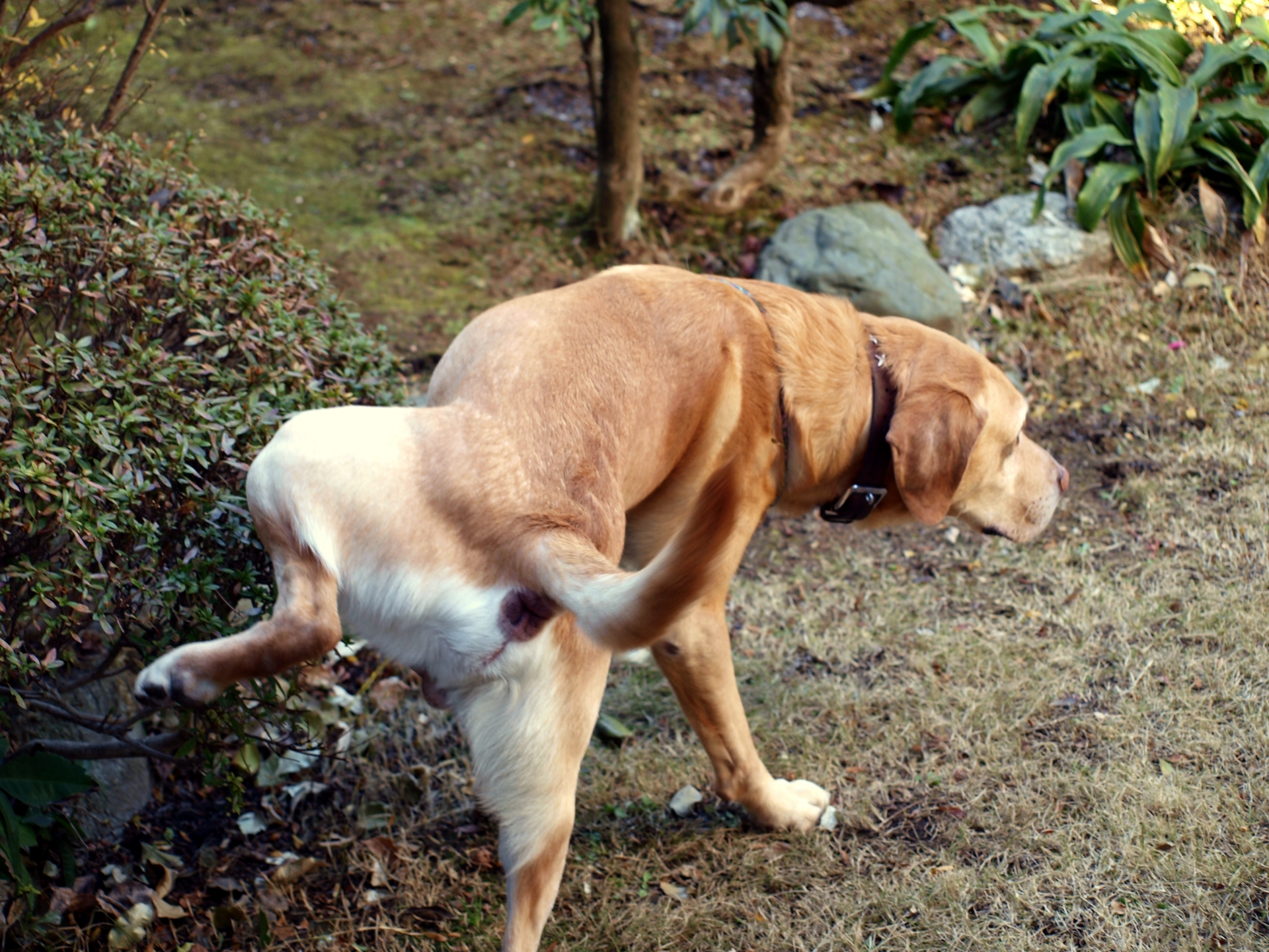 犬と一緒に暮らすなら知っておきたい犬の特性