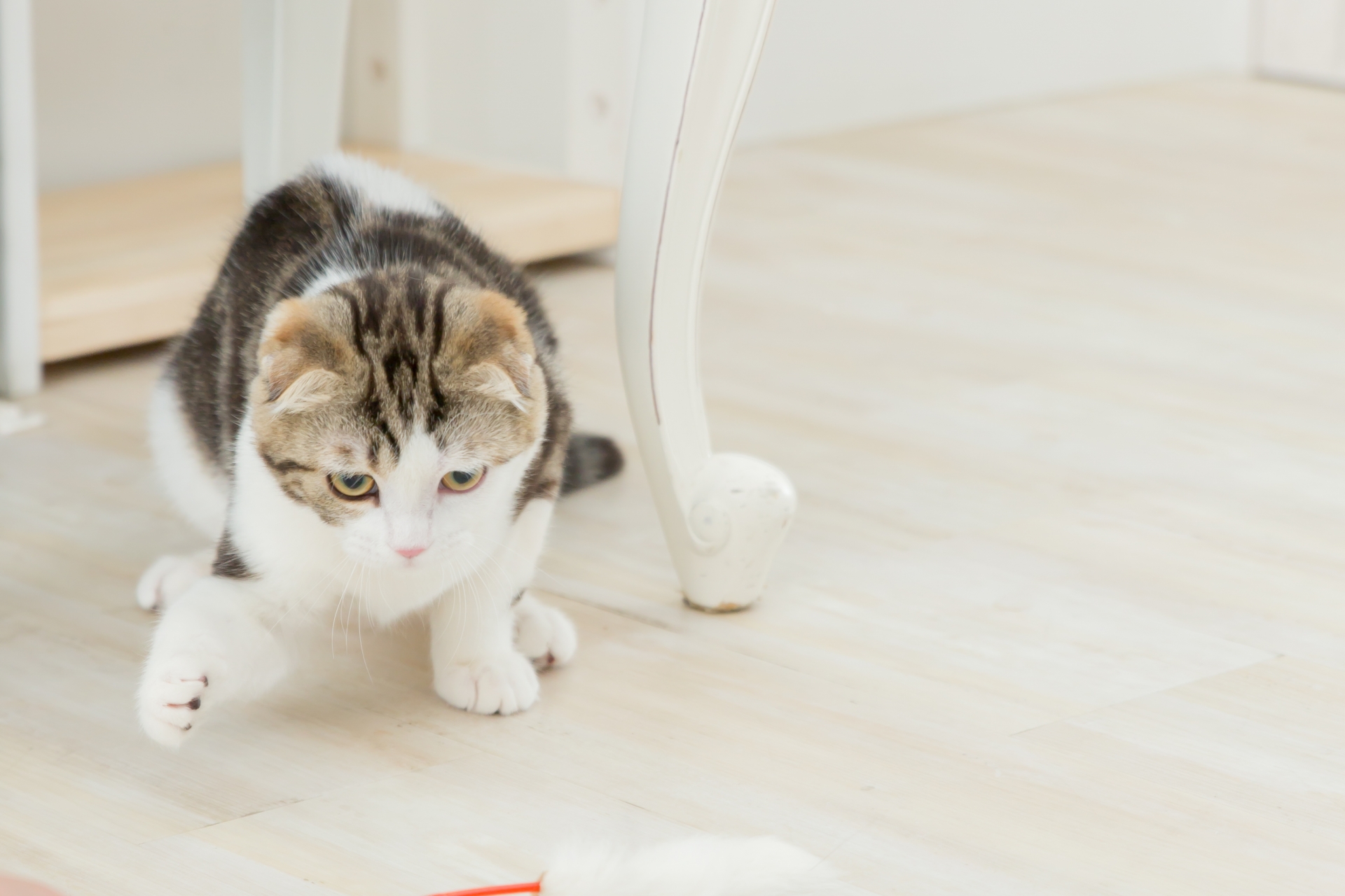 猫と一緒に暮らすなら知っておきたい猫の特性