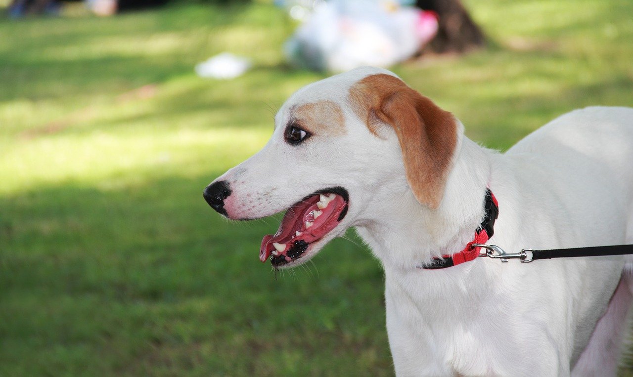 愛犬の「拾い食い」は危険!叱らないでしつけで改善しよう