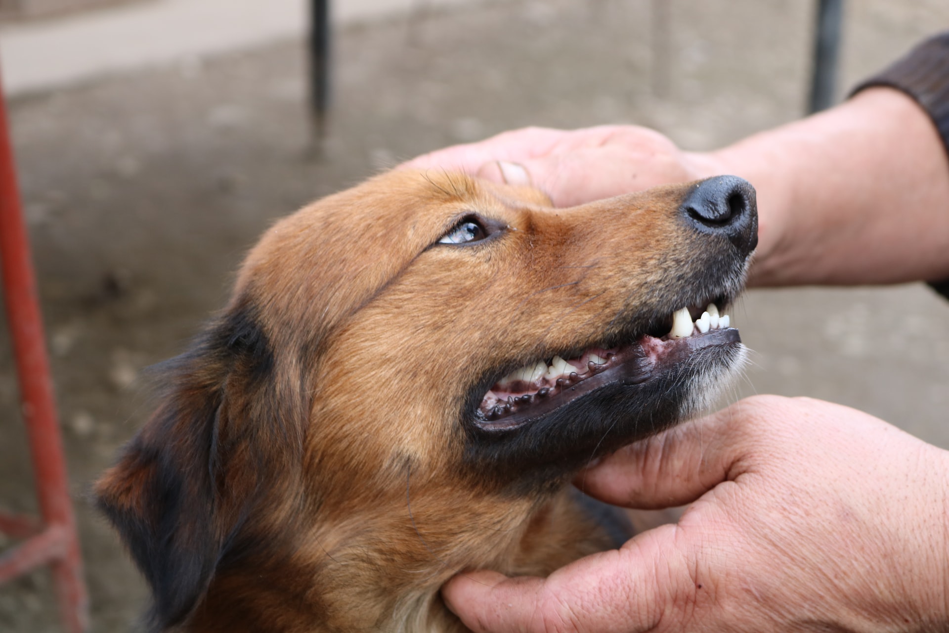 愛犬の「拾い食い」は危険!叱らないでしつけで改善しよう
