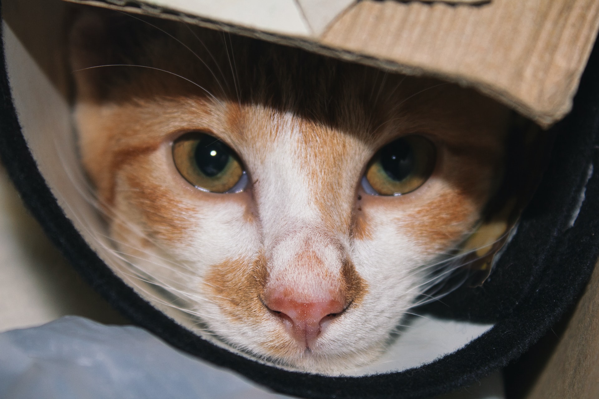 猫は狭いところが好き!習性を通院や遊びに生かそう