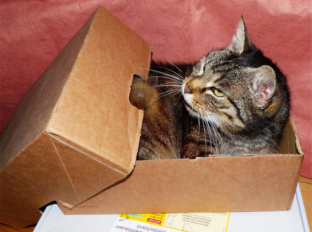 猫は狭いところが好き!習性を通院や遊びに生かそう