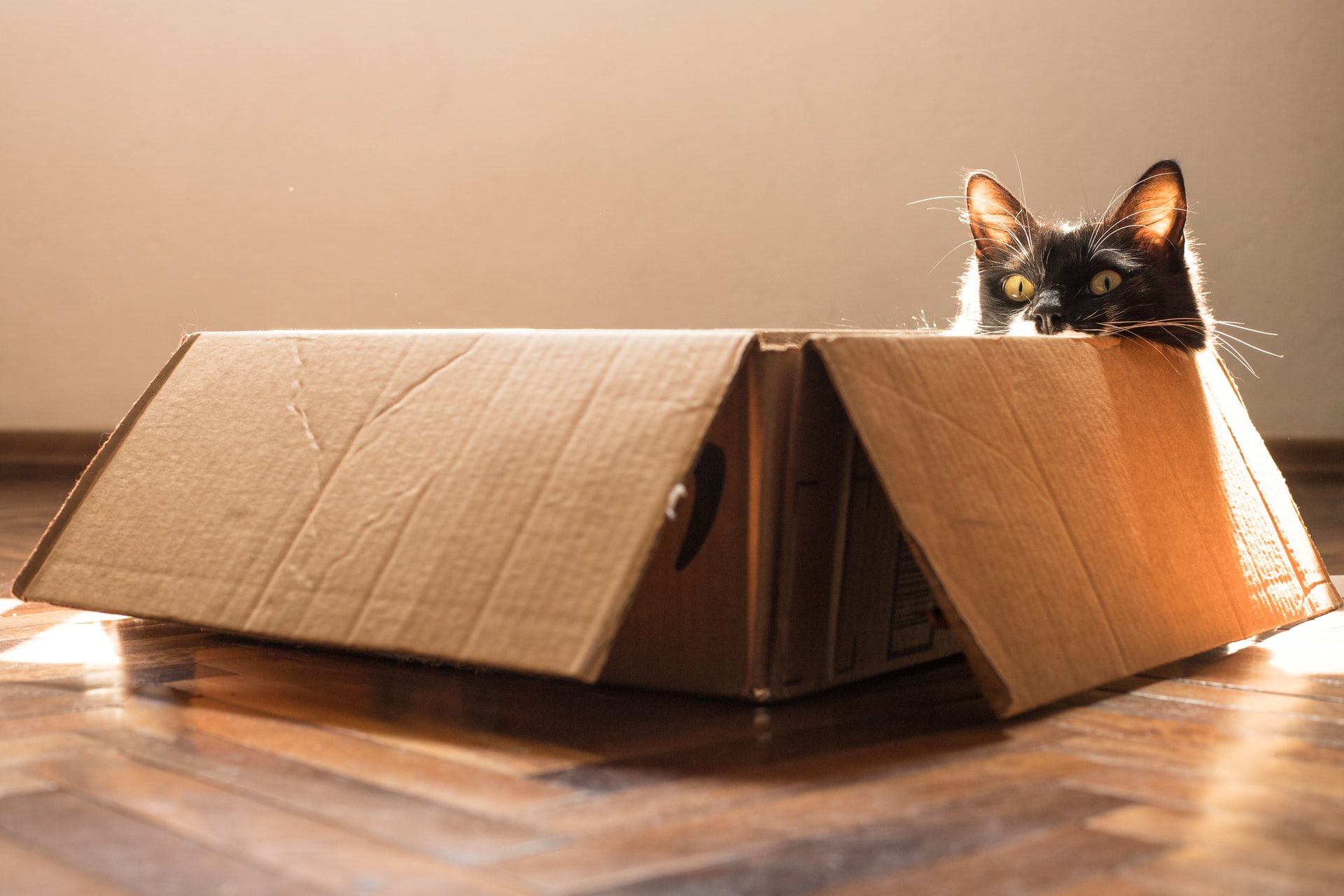 猫は狭いところが好き!習性を通院や遊びに生かそう