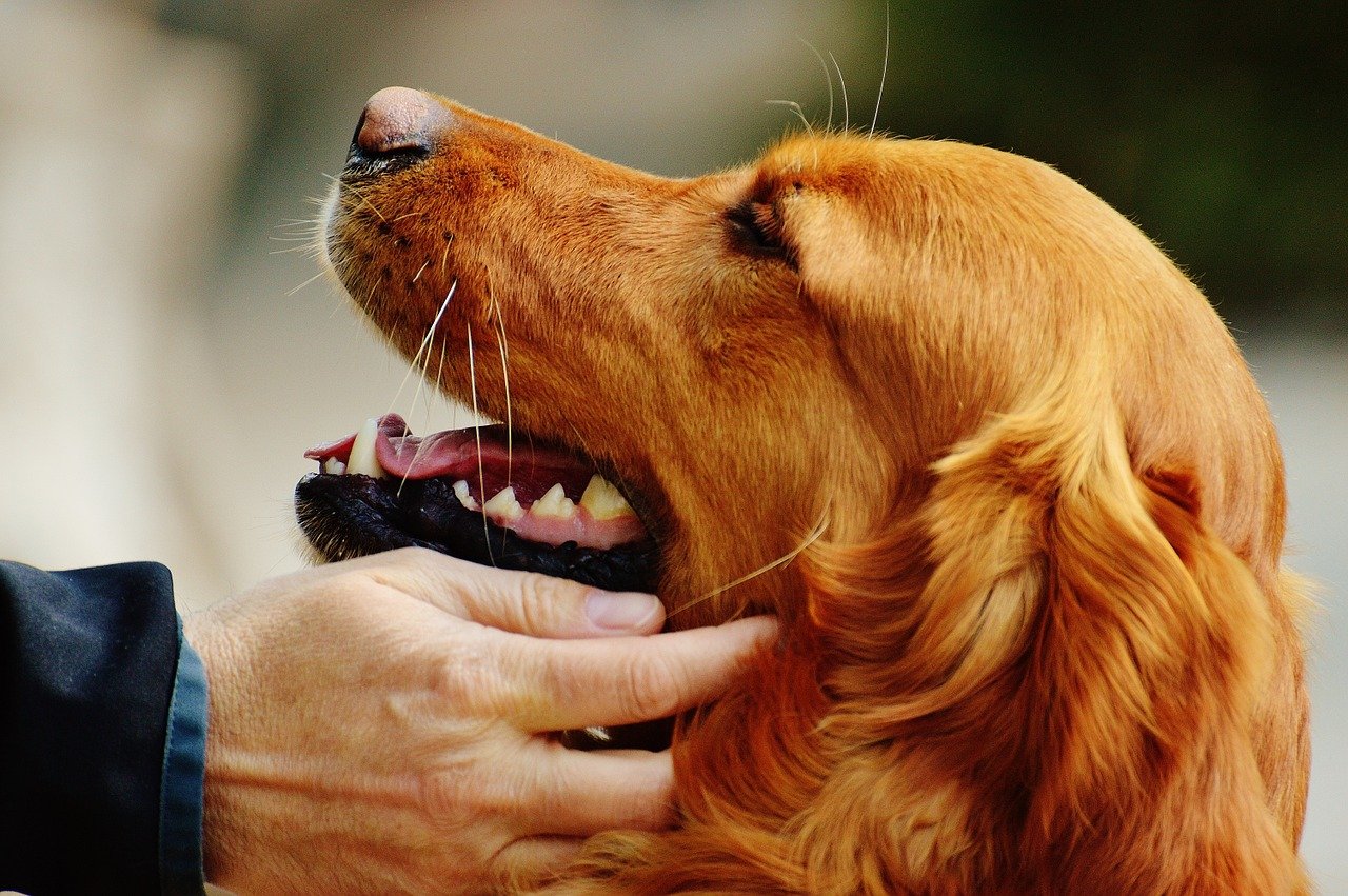 「高齢犬の認知症」遊びと散歩で楽しく過ごそう