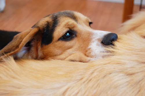 犬の蛋白漏出性腸症って何?厄介な消化器疾患を解説!