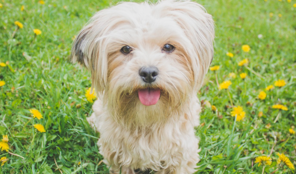 愛犬の育毛についてと対策